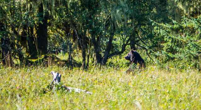 Grizzly standing in the high grass