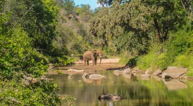 Blocked by an elephant in the riverbed in the Nyalaland in KNP