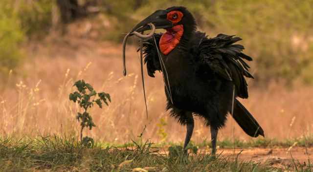 Southern ground-hornbill with its prey a snake