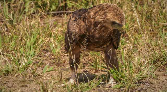 Bird of prey on the ground