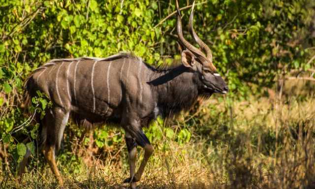 Nyala in the bush