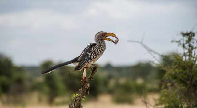 Southern yellow-billed hornbill with fruit in the bill
