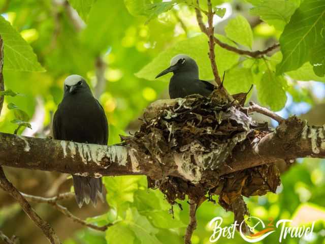 Black noddies in the tree.