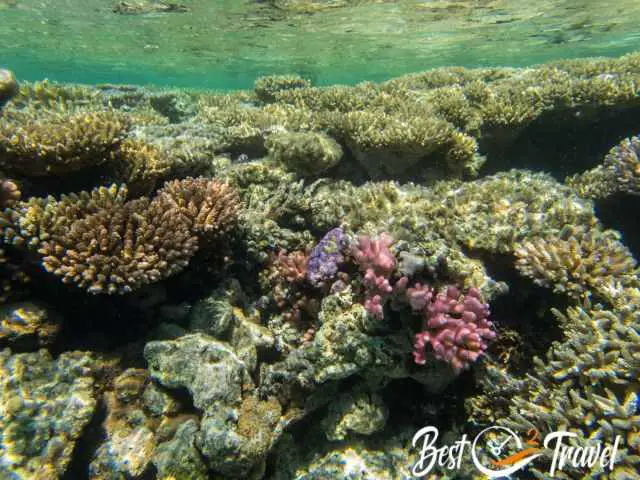 Pink hard corals at the Lady Musgrave Reef