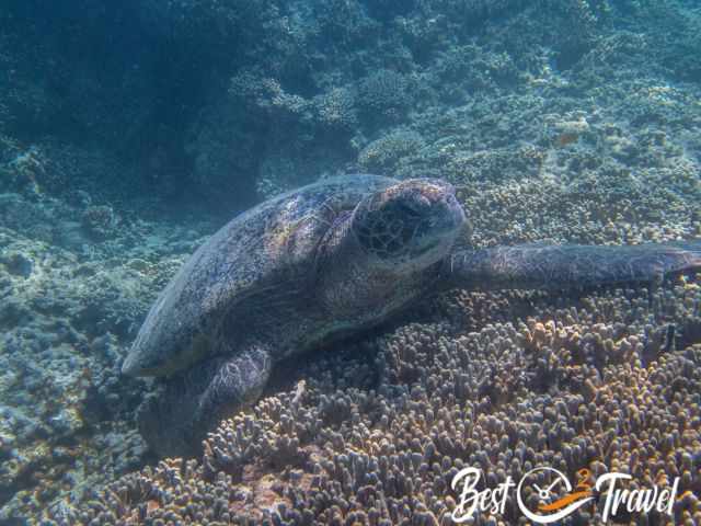 A giant sea turtle resting.