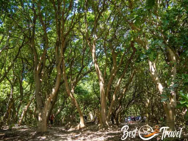 The Pisonia trees full of black noddy nests.