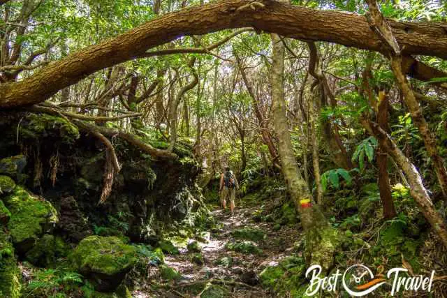 The lush forest vegetation