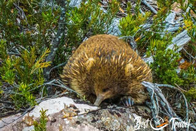 A light brown echidna in search for food