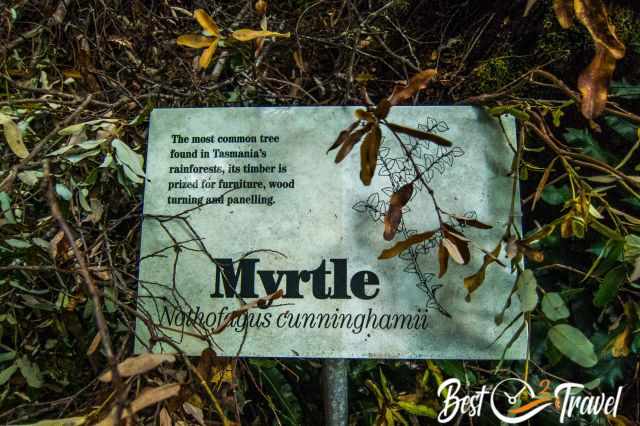 Information panel about myrtle trees in Australia