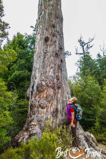 A female hiker looking up to a tall gum tree.