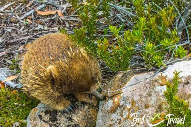 One of the many echidnas we saw at Lake St. Clair