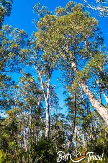 The tall gum trees at Lake St. Clair