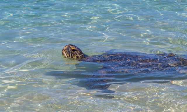 Turtle coming up for air close to the shore