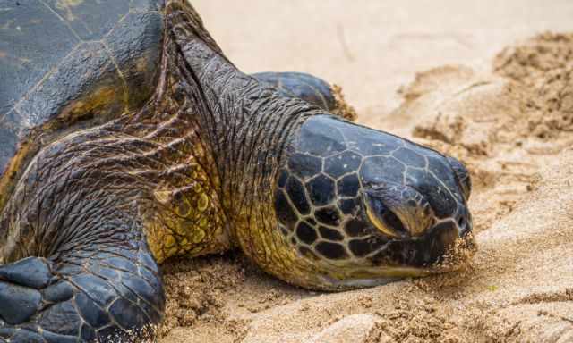 The head of a green sea turtle