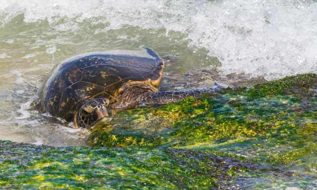 A green sea turtles trying to haul up onto a limestone