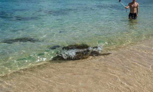 A honu is coming up to the beach while a man is taking pictures in the distance