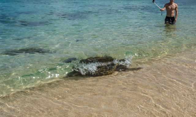 A honu is coming up to the beach while a man is taking pictures in the distance