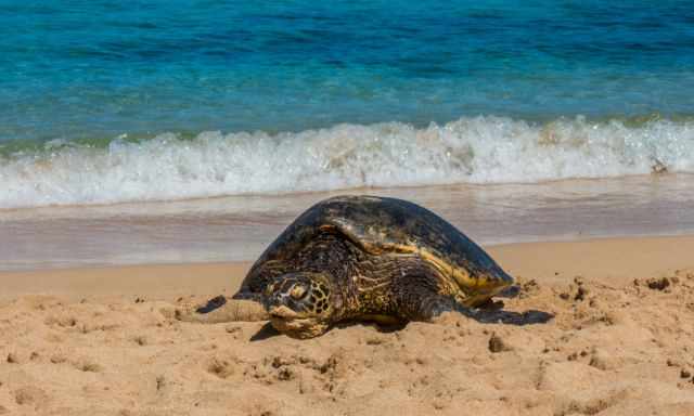 A green sea turtle is hauling up