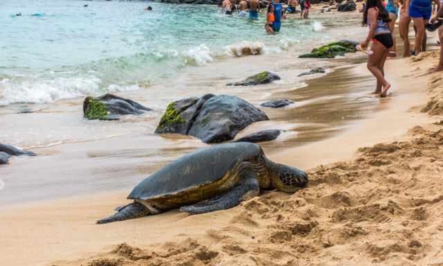 A third turtle is getting to Laniakea Beach and many people are watching her.