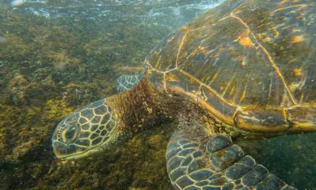 Green sea turtle in the sea