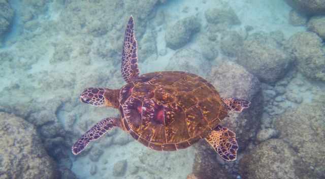 Watching a young sea turtle while snorkeling