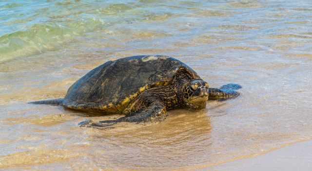 Green sea turtle hauling to the beach for basking