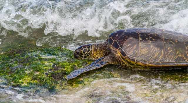 Turtle feeding on seaweed on the huge limestone at Laniakea