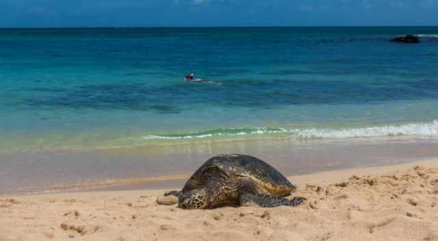 A green sea turtle is crawling to the Laniakea Beach for basking