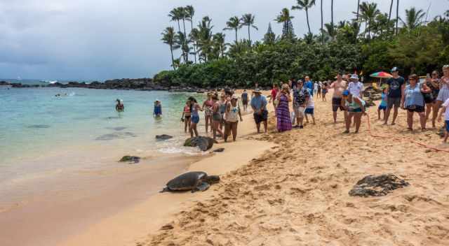 A volunteer marked the boundary with a red rope to protect the honu