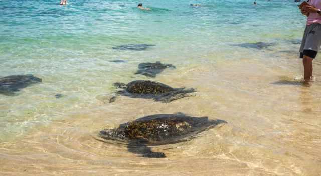 Several turtles came up close to the beach