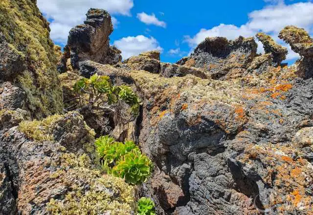 First plants appear in the lava field