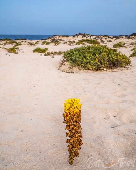 A long grown yellow sand flower