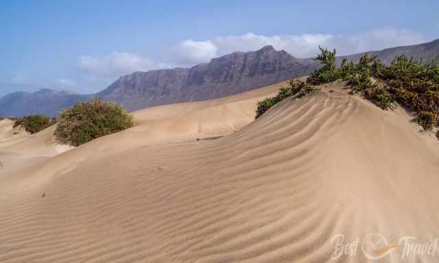 The Famara Dunes with srub and the high cliffs in the back