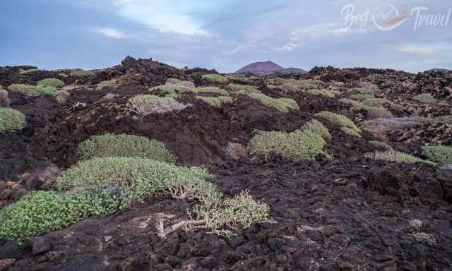 First plants on the sea of lava close to El Golfo
