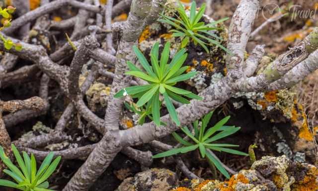 Euphorbia balsamifera  a Canary Island plant its leaves