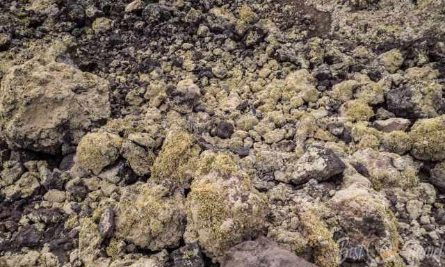 AA lava almost entirely covered with lichens