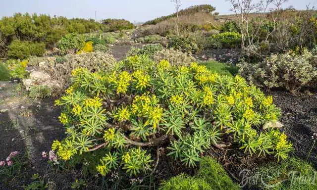 Famara Cliffs rich in vegetation