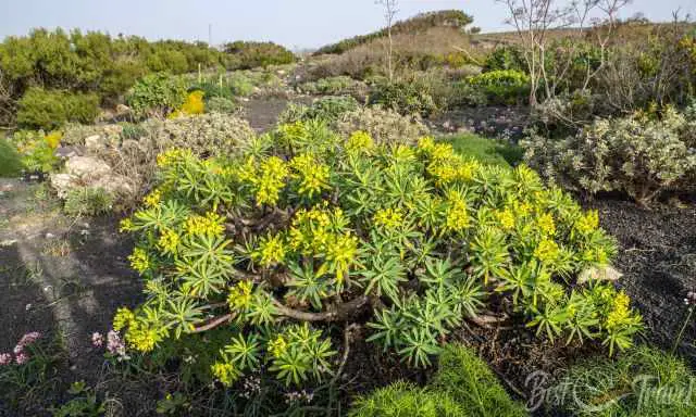 Endemic plants at the Famara cliffs