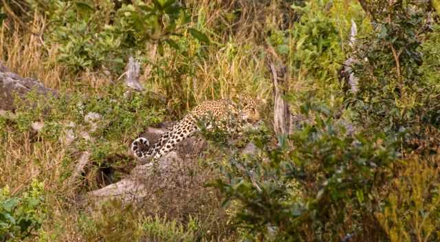 Leopard laying on a rock hiding behind the bush