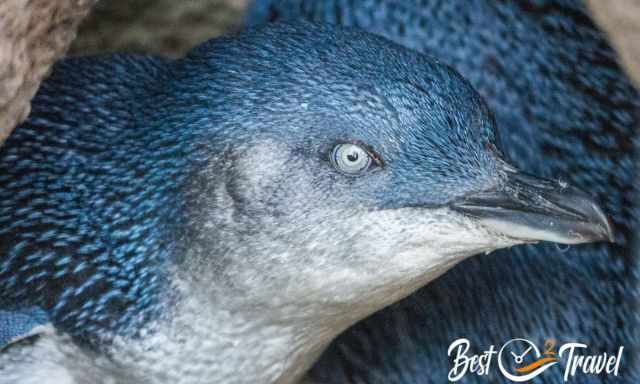 A zoom photo of the head of a fairy penguin.