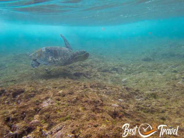 A turtle above the reef just one meter below the surface