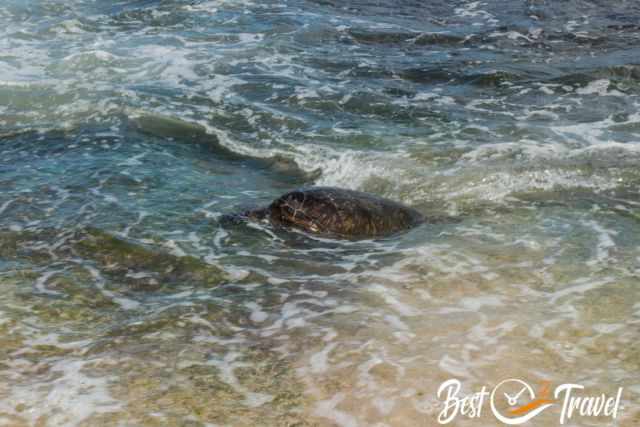 A turtle feeding on seaweed at high tide close to the shore