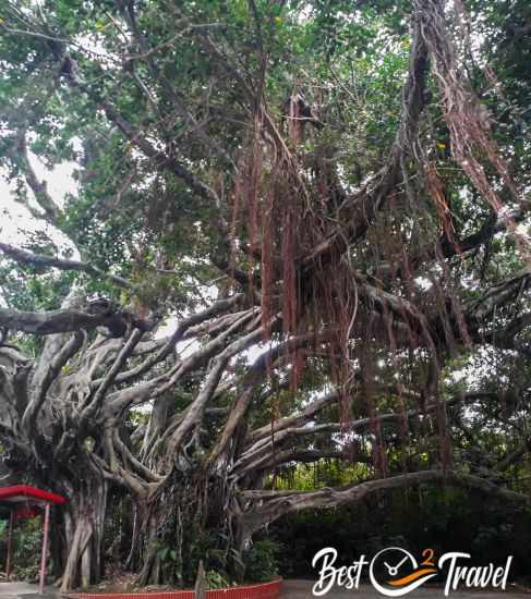 An old and huge Chinese Banyan Tree on the road
