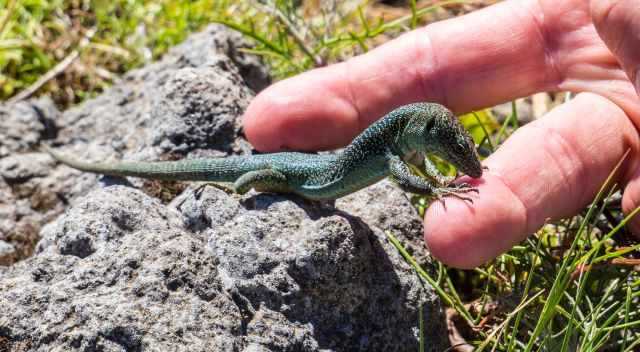 Madeiran wall lizard climbing to the hand