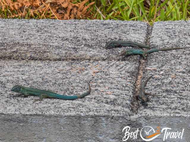 Small green‑blue lizards resting on a stone surface with ferns and grass in the background.