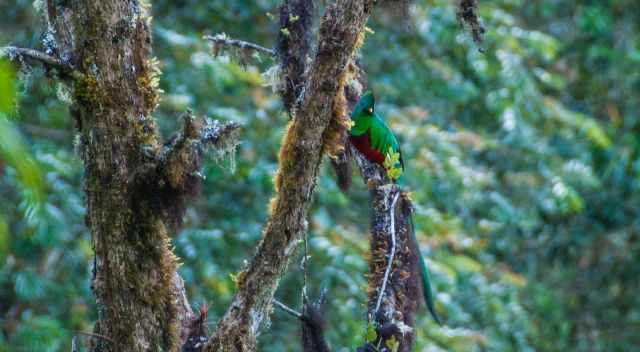 Quetzal sitting on a branch