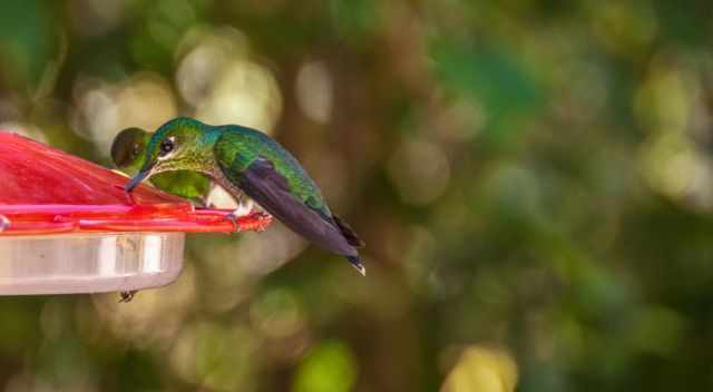 Hummingbird at bird feeder