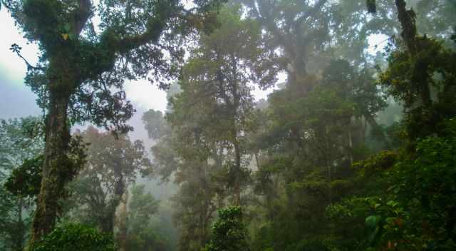 The canopy of the cloud forest in fog