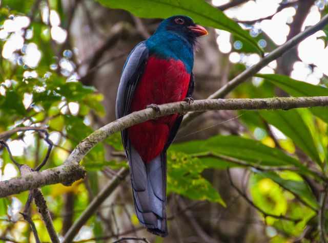 Trogon on a branch