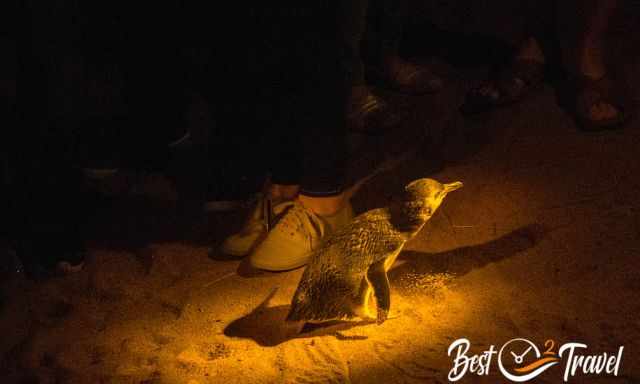 A Fairy Penguin next to visitors in the sand